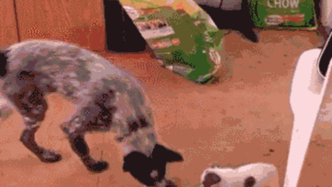 My Food best Gif