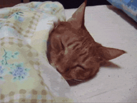 Blanket GIF - Find & Share on GIPHY