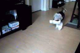 Dog Dance