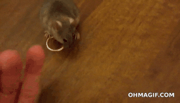ratinho-colocando-anel-em-homem-gif