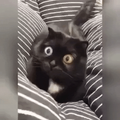 The eyes in cat gifs