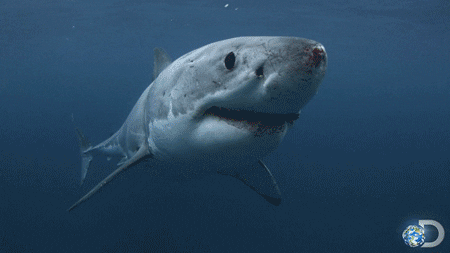 Discovery Channel Swimming GIF - Find & Share on GIPHY