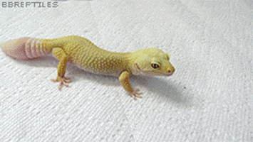 Jbreptiles Leopard Gecko GIFs - Find & Share on GIPHY