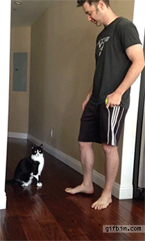 Cat asking to be lifted