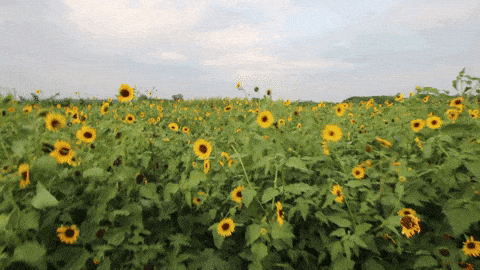 Flowers Wind GIF By Jean Scuderi Find Share On GIPHY
