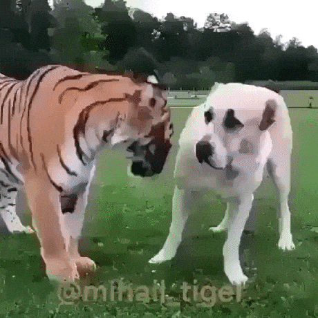 Tiger and his buddy dog, funny GIFs 