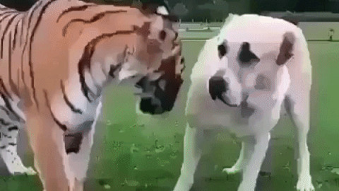 Tiger and his buddy dog
