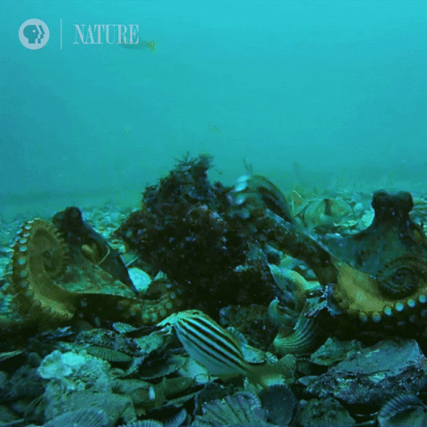 Nature on PBS GIF