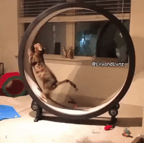 Run time is over in cat gifs