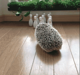 Afbeeldingsresultaat voor bowling gif