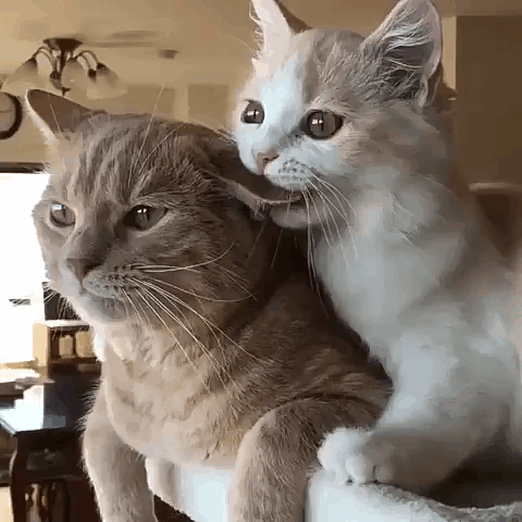 annoyed cats via Giphy