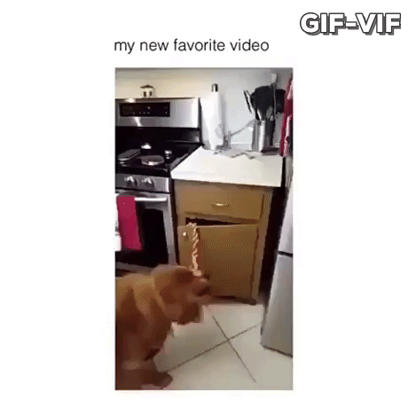 Dog Have A Message For You in animals gifs