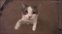 Cute GIF