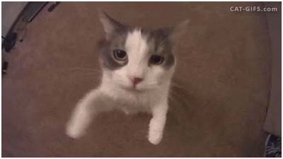 Cat Mouth Open Gif 7