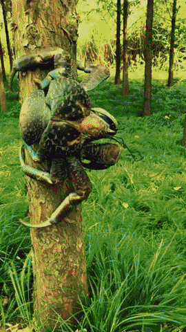Powerful claws of coconut crab in wow gifs