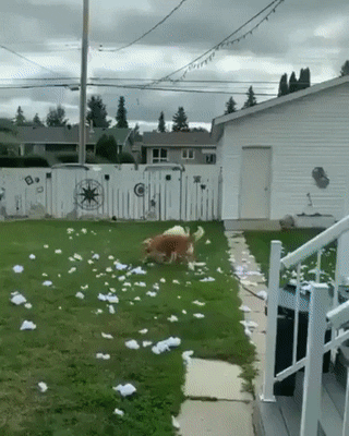 giphy.gif
