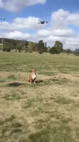 Anti drone system in dog gifs