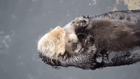 Sea Otter Mother GIF by Oceana - Find & Share on GIPHY