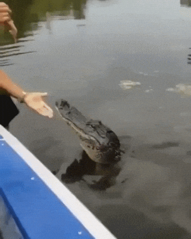 See you later alligator in wow gifs