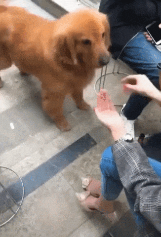 No more fooling in dog gifs