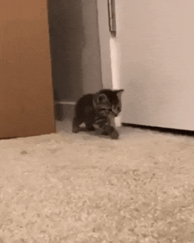 Sneaky catto in cat gifs