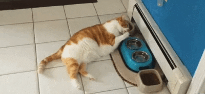 Lazy level 999 in cat gifs