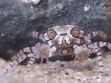 Cheerleader Crab in funny gifs
