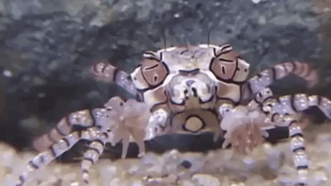 Cheerleader Crab
