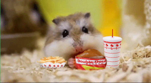 Fast Food Hamster GIF - Find & Share on GIPHY