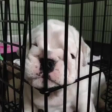 Jail GIF - Find & Share on GIPHY