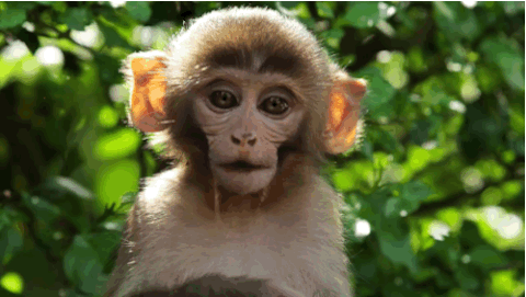 Monkeys GIF - Find & Share on GIPHY
