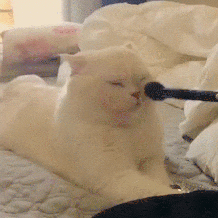 gatito siendo maquillado