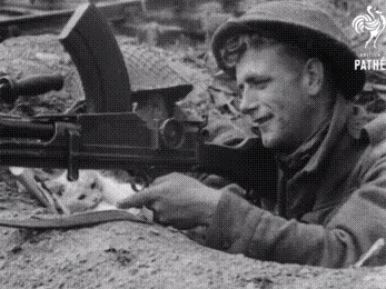 Cat Taps a British Bren Gun During War(1939-1945)