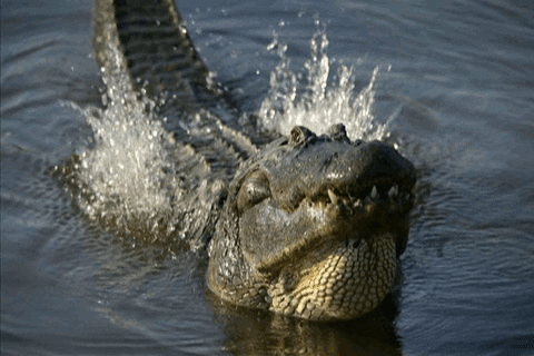 Alligator GIF - Find & Share on GIPHY