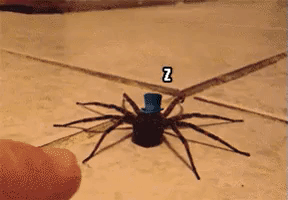 Spider and Human in parallel universe in funny gifs