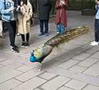 giphy.gif