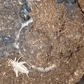 Nature Is Scary in funny gifs
