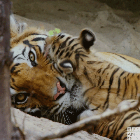 Tiger Cub GIF by BBC America - Find & Share on GIPHY