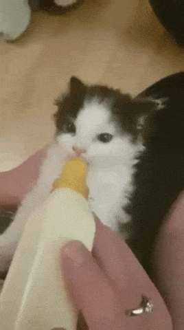 Kitten Wiggles Ears While Drinking Milk Blessed Aww Cute
