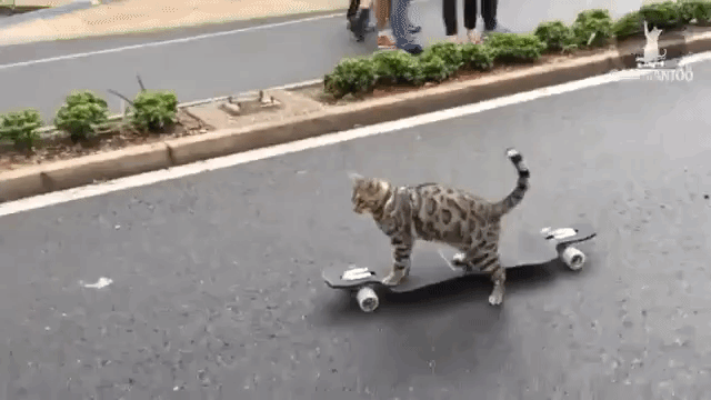 https://media.giphy.com/media/MWYI7OCyzQp3i/source.gif