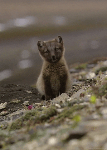 Fox Pup GIFs - Find & Share on GIPHY