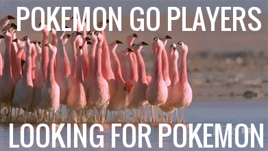 Looking For Pokemon GIF - Find & Share on GIPHY