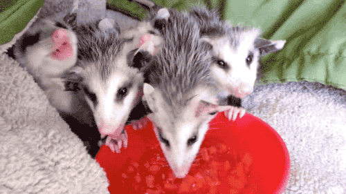 possum animals watermelon opossum