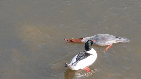 Ducks GIF - Find & Share on GIPHY
