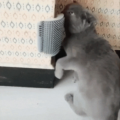 Cat groomer in cat gifs