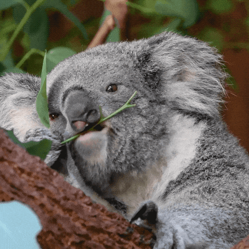 giphy-downsized-large.gif