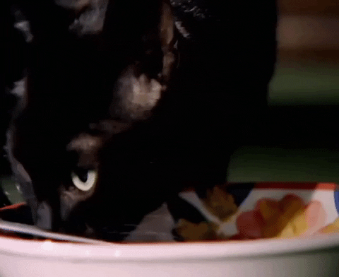 ce film va te faire aimer les chats noirs