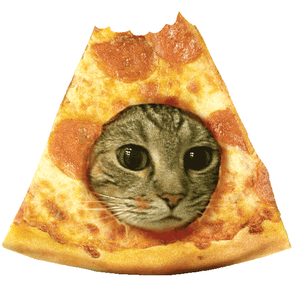 Cat Meme Sticker by the pizzacat for iOS & Android GIPHY