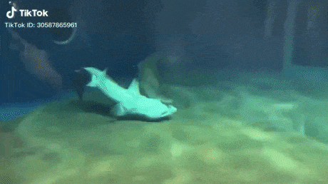Shark saves another shark from drowning in wow gifs