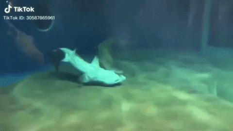 Shark saves another shark from drowning